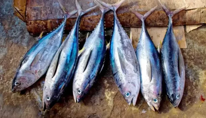 8 Jenis Ikan Tinggi Protein juga Rendah Lemak untuk Diet