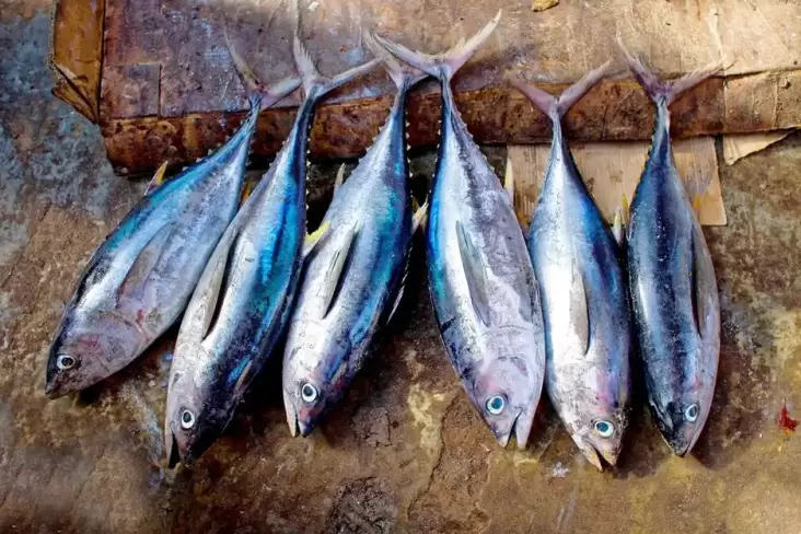 8 Jenis Ikan Tinggi Protein juga Rendah Lemak untuk Diet