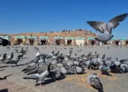 Menjejakkan Kaki di Jabal Uhud, Memaknai Sejarah Perang Uhud