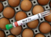 WHO: Flu Burung Tidak Akan Memicu Pandemi Baru