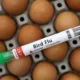 WHO: Flu Burung Tidak Akan Memicu Pandemi Baru