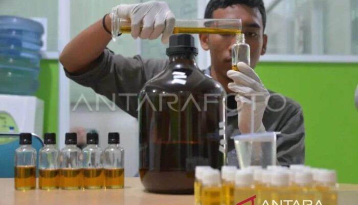 ARC: Kemenkop membantu Rp15 miliar tingkatkan produksi nilam Aceh