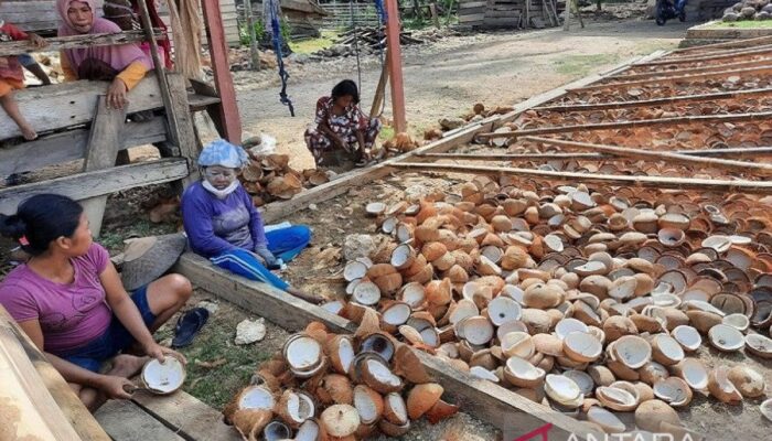 Disbun catat nilai kopra dalam STA Kendari naik jadi Rp10.000/kg